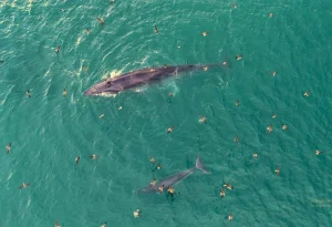 ca voi me con 1751386324 7691 1751386630