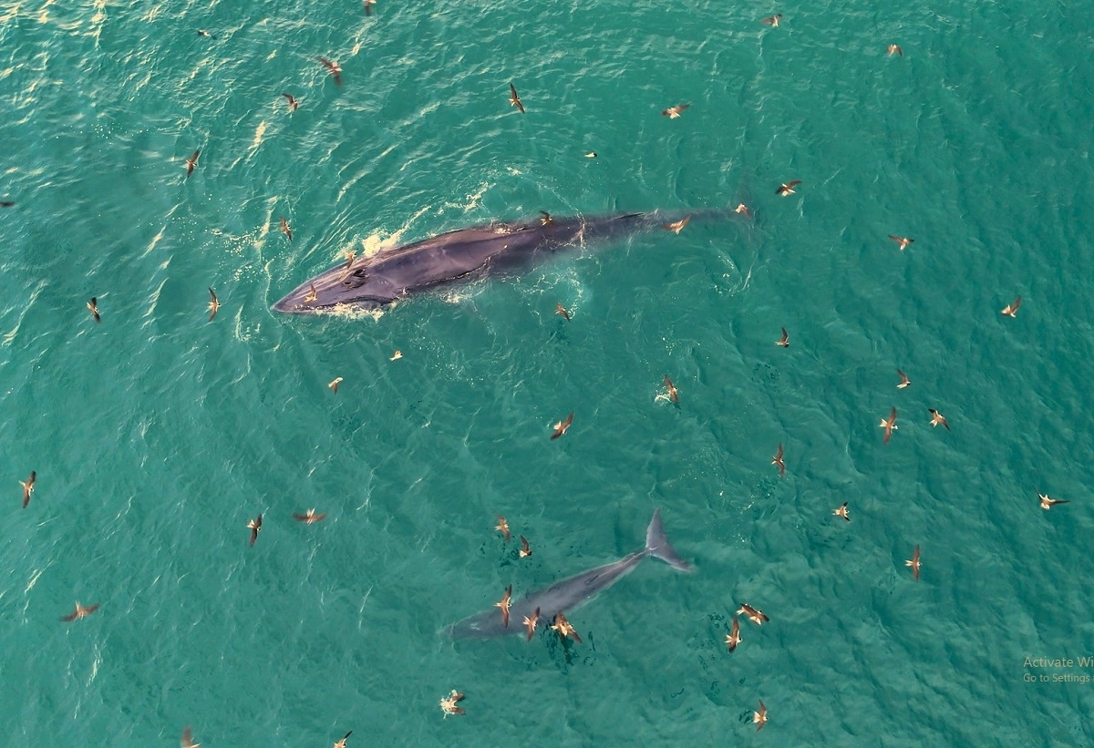 ca voi me con 1751386324 7691 1751386630